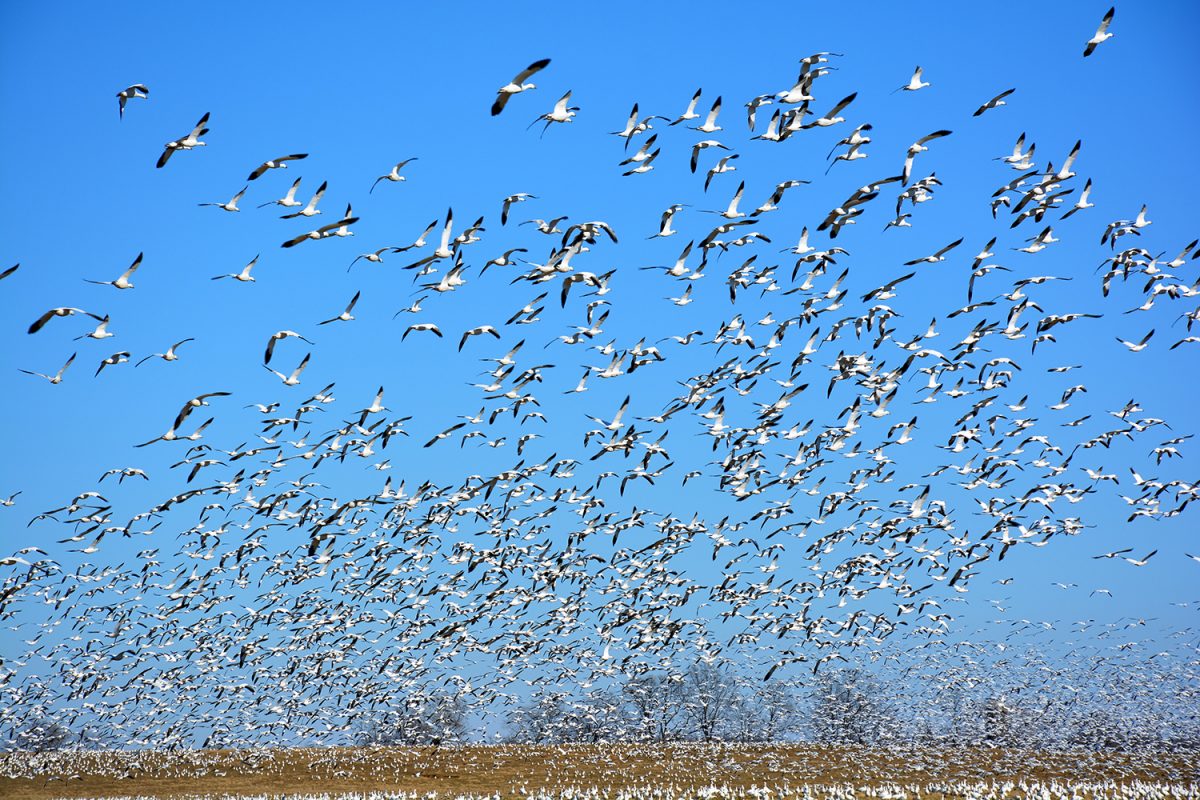 Feather Friendly Bird Deterrent Technology by MGT FILMS