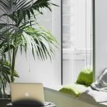 Can Window Film Kill Plants? Understanding the Impact of Window Films on Plant Life